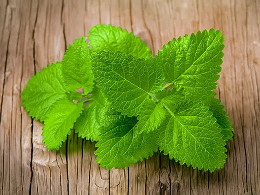 Lemon Balm